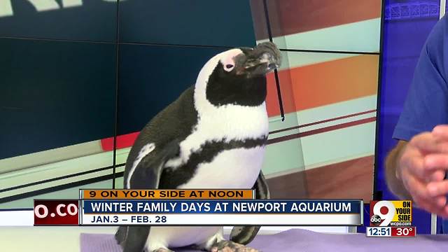 Winter family days at Newport Aquarium