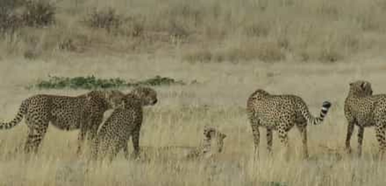 Quatro chitas atacam ferozmente uma fêmea indefesa