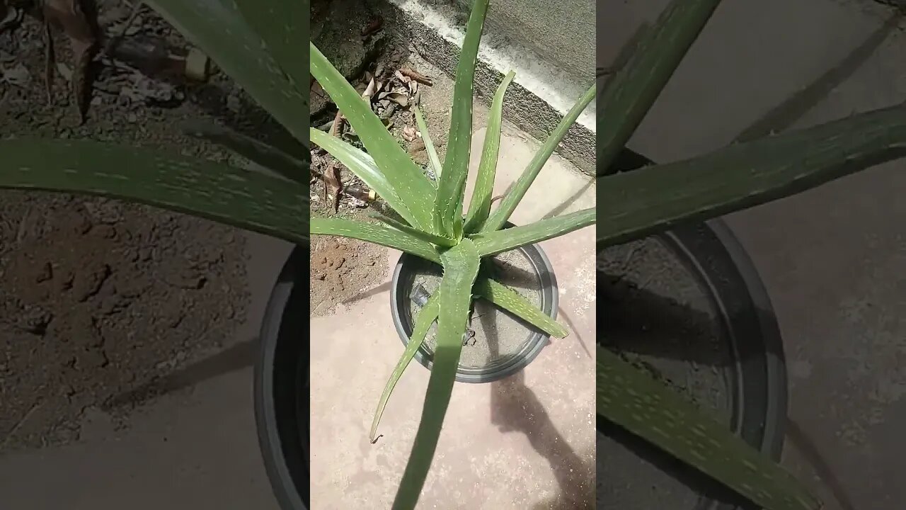Aloe Vera plant. #shorts
