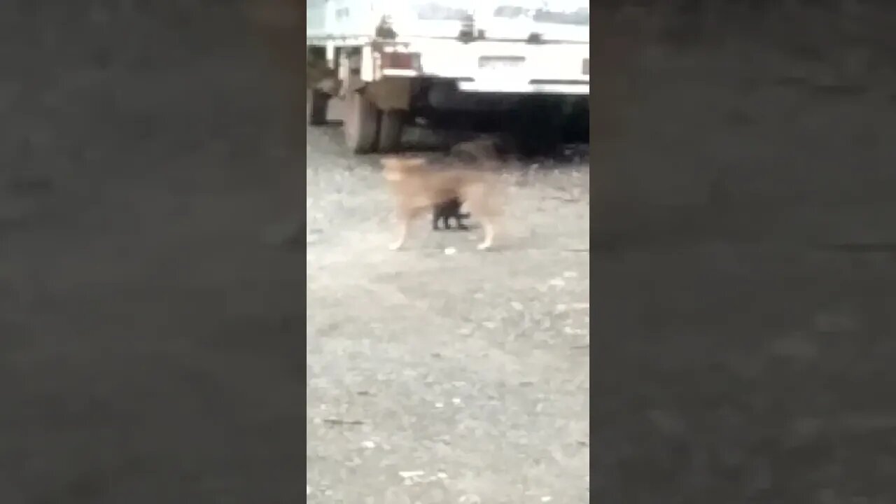 why you angry sa cat lober