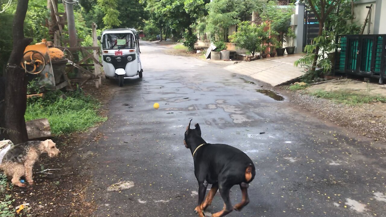 Doberman trains while Oscar rests