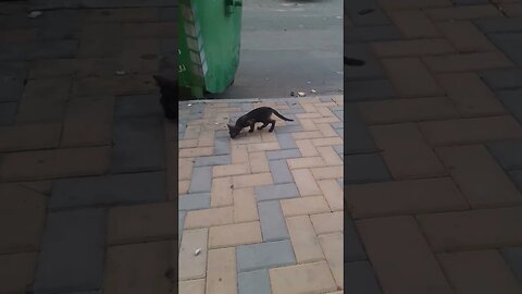 Cute baby cat is looking for food