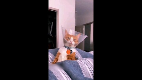FUNNY CAT ANTICS