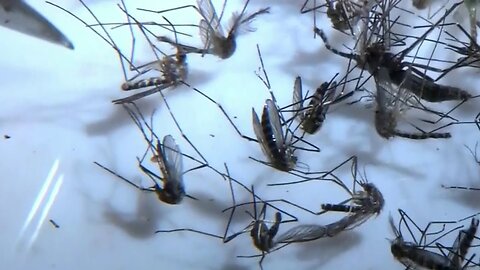 Virus del Nilo Occidental: dos fallecidos en Nueva Jersey y sube la cifra de muertos en EE.UU.