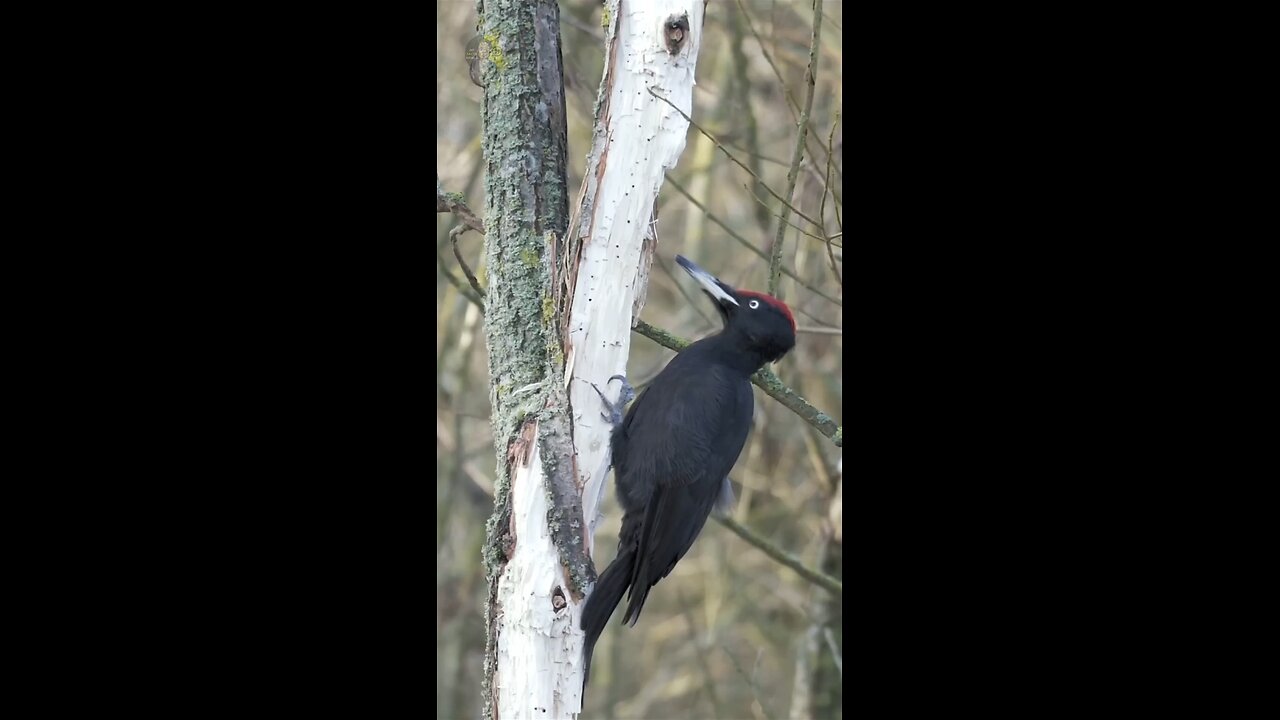 Unveiling Nature's Genius: How Woodpeckers Evolved to Defy Brain Injuries with Every Peck 🤯