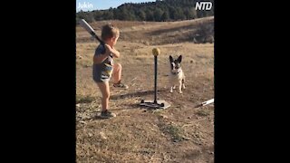 Corgy plays baseball with kid brother