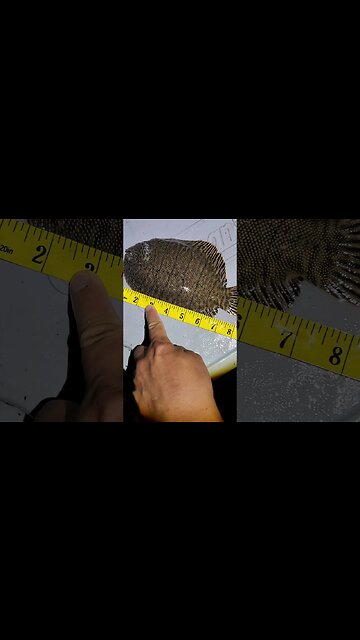 8 3/8" Hog Choker Sole Flounder.🤩