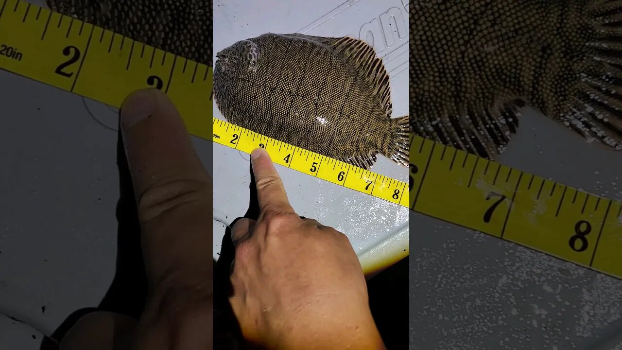 8 3/8" Hog Choker Sole Flounder.🤩