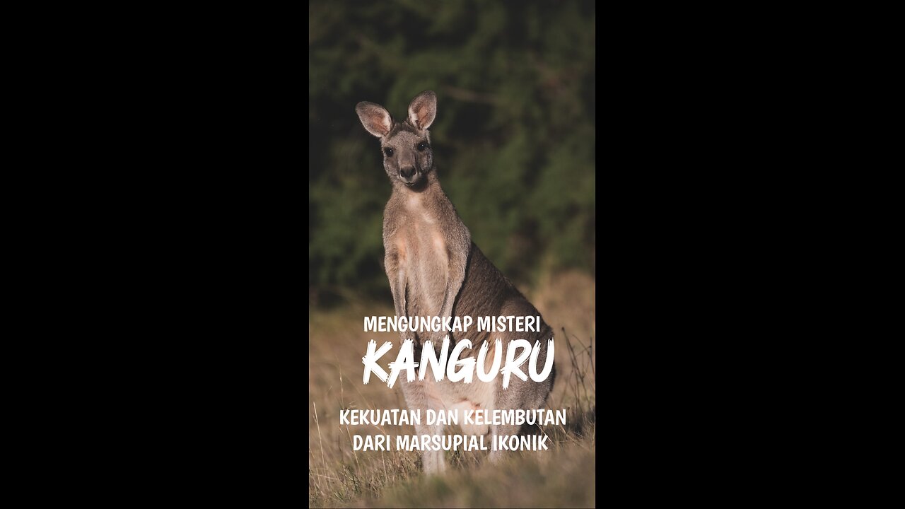 The magic of kangoro