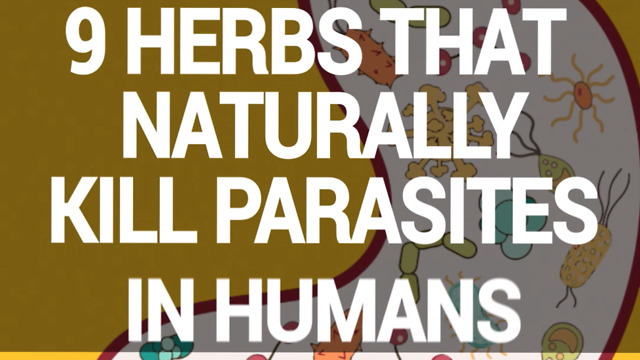 9 herbs that kill parasites in humans