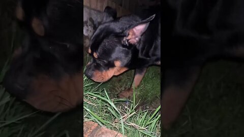 The Most Funniest Dog Ever 😂 (must watch) [4K] #shorts #short #rottweiler #dog #subscribe