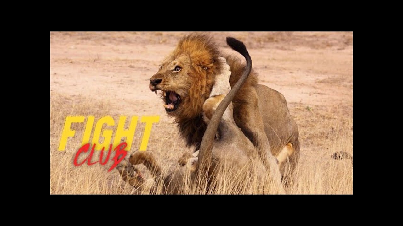 Mr. T brutally attacking His Mapogo Lion brothers Makhulu & Pretty Boy