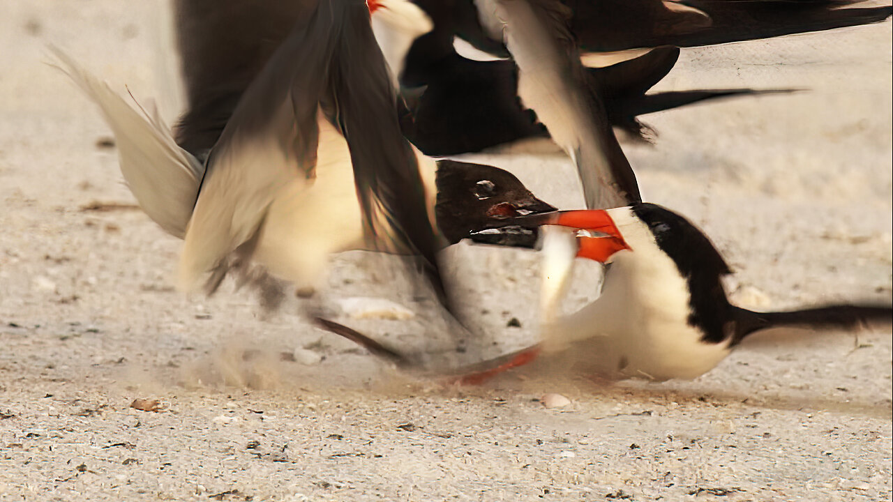 Thieving Gull Takes Fish from Dad