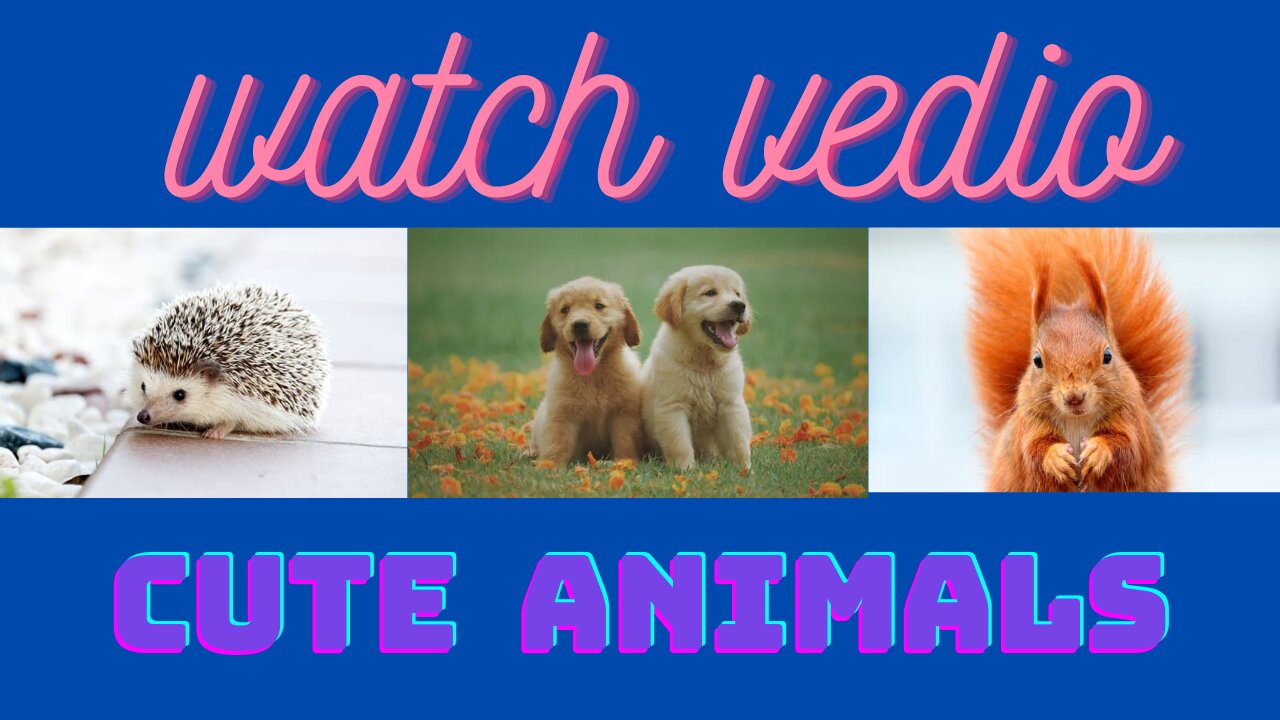 Watch cute animals 😍