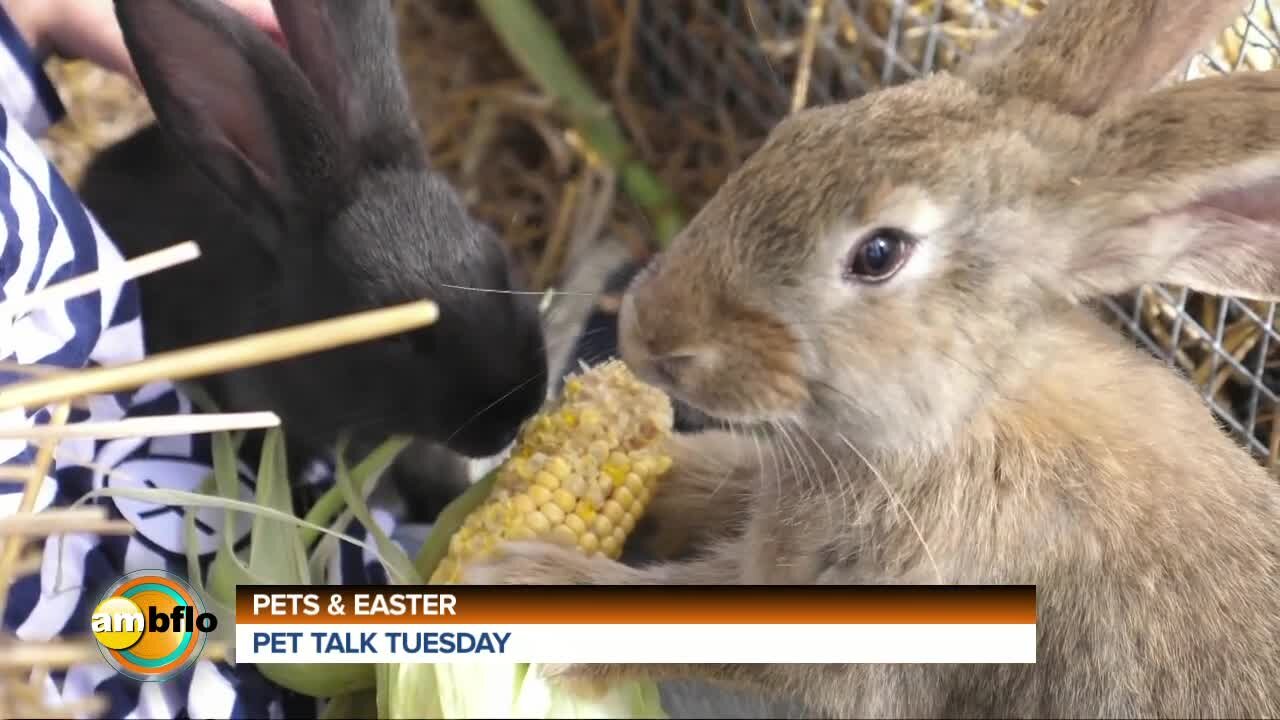 Pet Talk Tuesday - Easter and pets