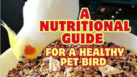 Cockatiel Care 101: A Nutritional Guide for a Healthy Pet Bird