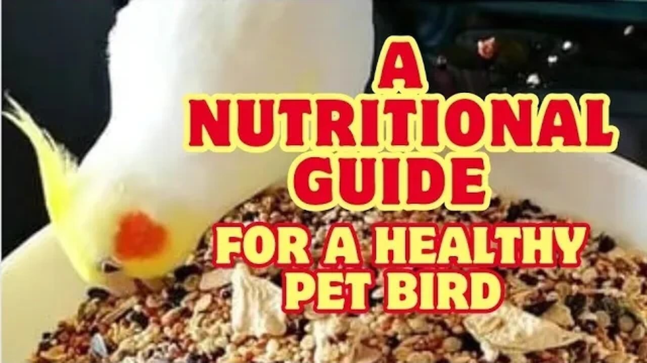 Cockatiel Care 101: A Nutritional Guide for a Healthy Pet Bird