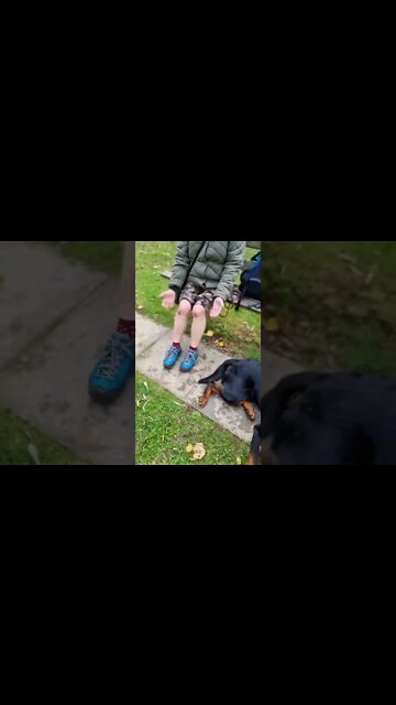 Big Dog Pulls it's Owner over Cliff 😱😬 #shorts #rottweiler #dogs