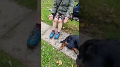 Big Dog Pulls it's Owner over Cliff 😱😬 #shorts #rottweiler #dogs