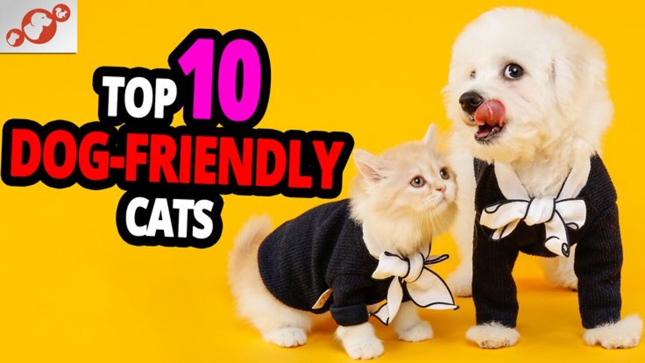 Cats & Dogs – TOP 10 Most Dog-Friendly Cat Breeds!