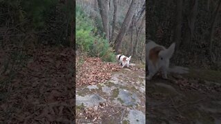 Happy Dogs... ❤️