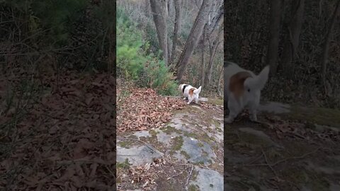 Happy Dogs... ❤️