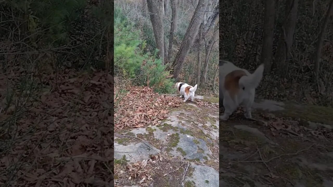 Happy Dogs... ❤️