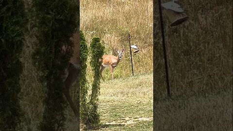 When The Food So Good You Ignore The Gunshots 🦌 #summerloadingwithyoutube #shorts #deer