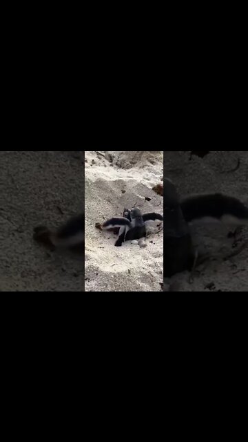 HOW A TURTLE IS BORN