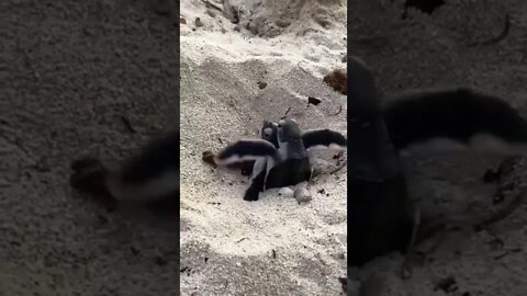 HOW A TURTLE IS BORN