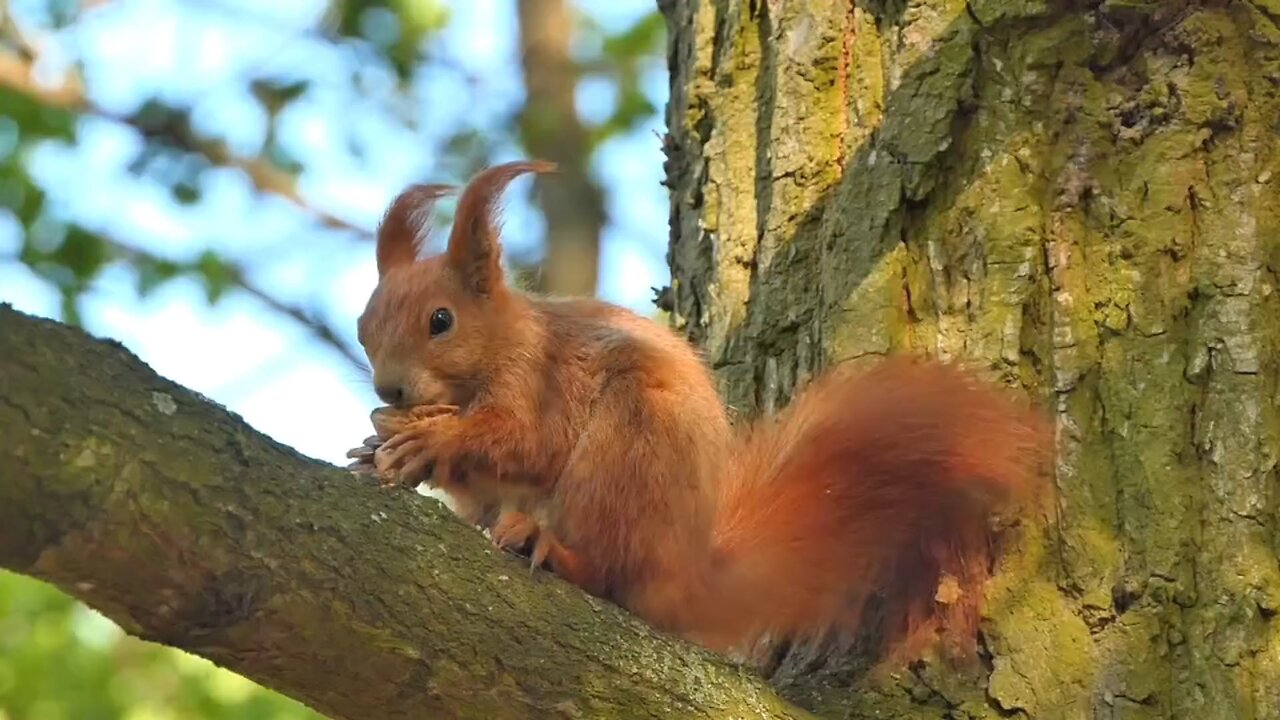 "Squirrels: The Tiny Guardians of the Trees"