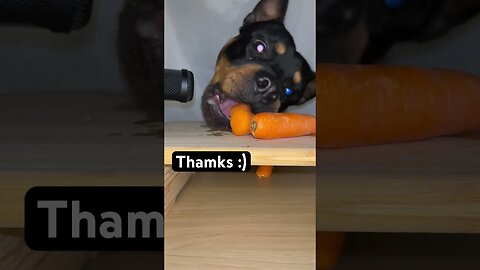 ROTTWEILER REACTS TO CARROTS ASMR#Asmr #shorts #short #like #subscribe