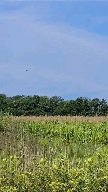 Great Blue Heron at the Farm #country #nature #farm