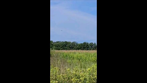 Great Blue Heron at the Farm #country #nature #farm