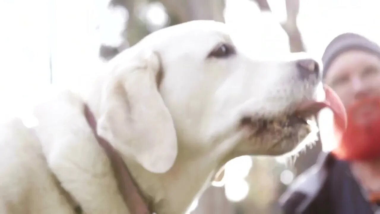 K9-Rx Testimonial Hanna