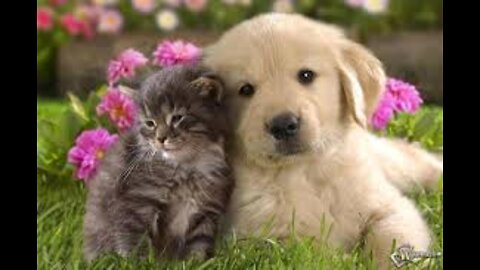 Funny Cats and Dogs Viral Videos for Kids and Adults