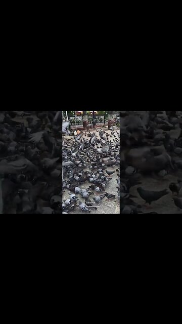 Pigeons in San Francisco?