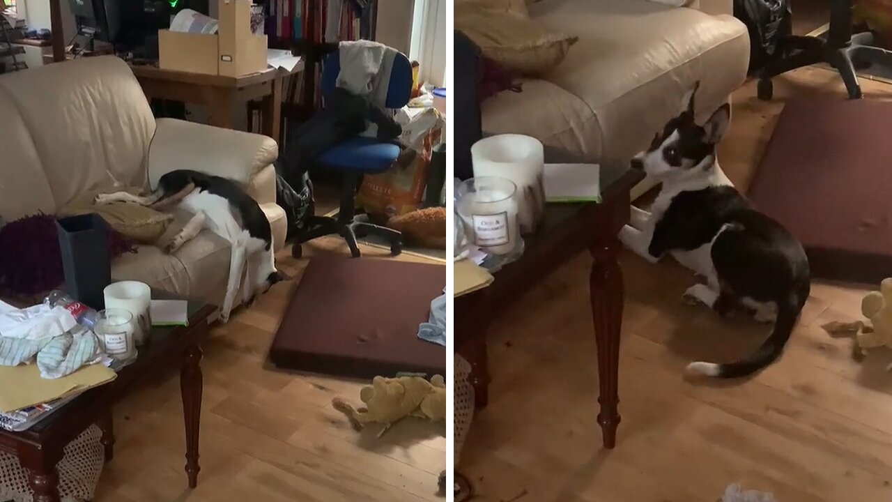 Sleeping Puppy Falls Off Couch During Nap