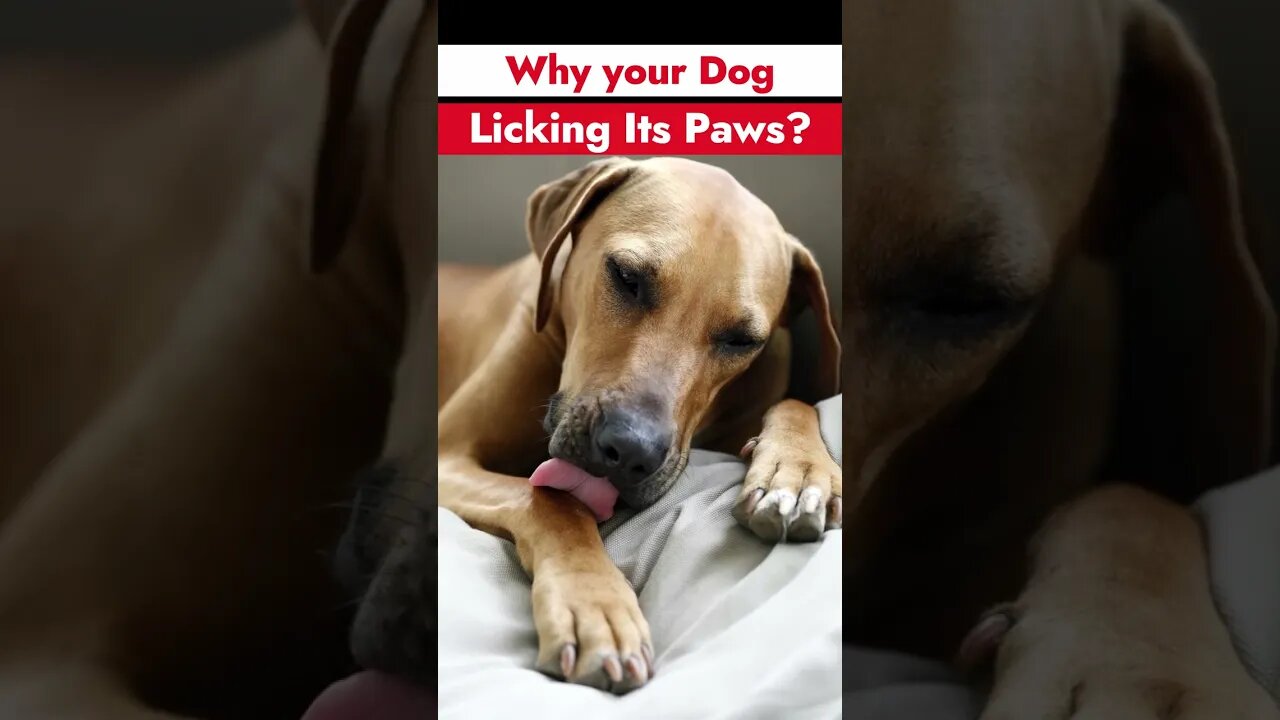 Why Is Your Dog Licking Its Paws?