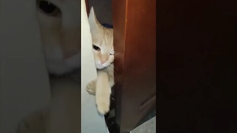 Cat curious to meet Sparky