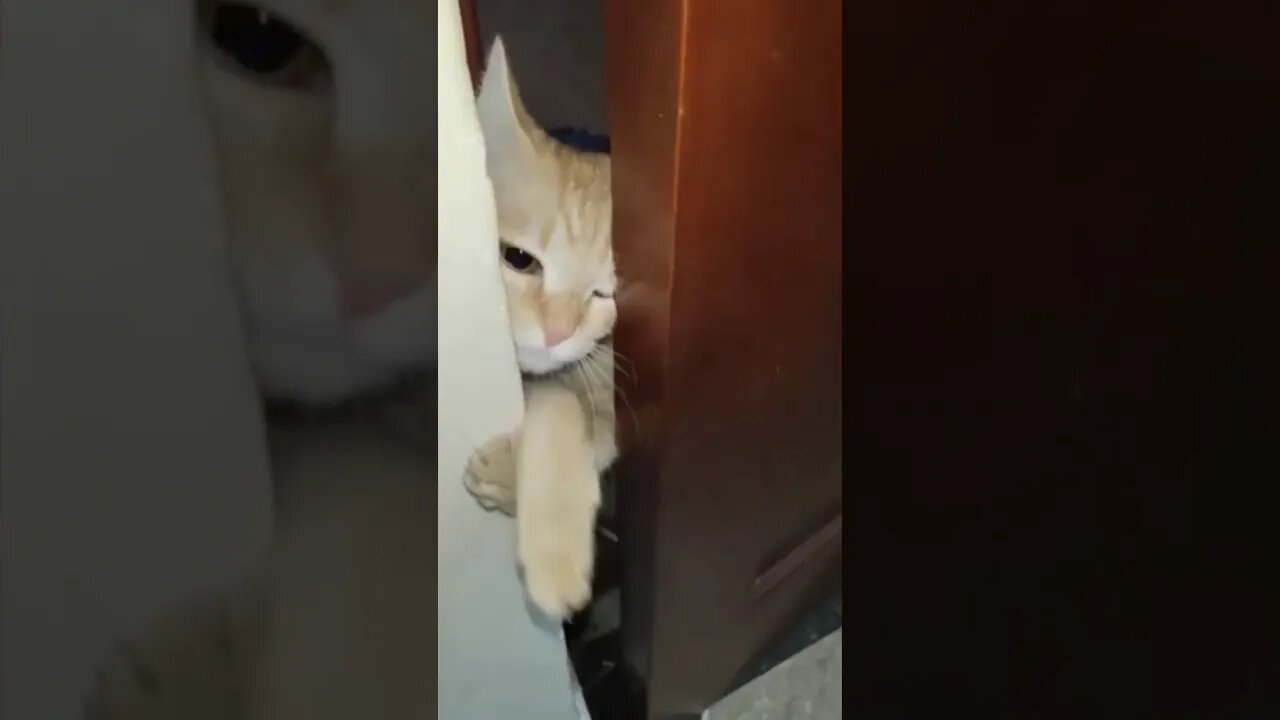 Cat curious to meet Sparky