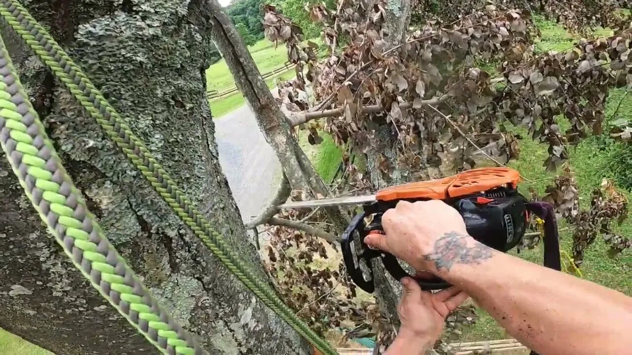 Dangerous broken canopy limb