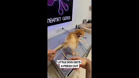 Daily Pets Video