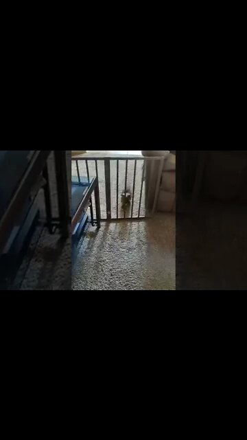 Puppy Gate Fail 😂