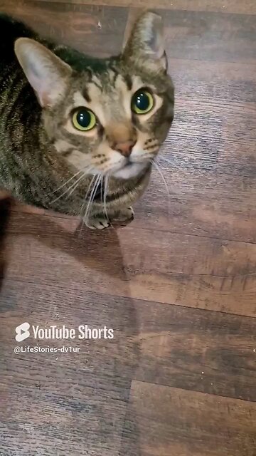 Mowgli says Good Morning #tabbycat