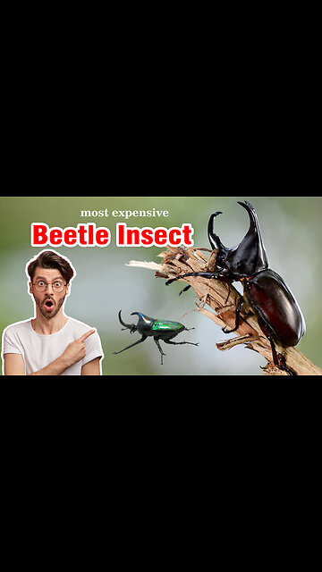 MOST EXPENSIVE INSECT ON EARTH