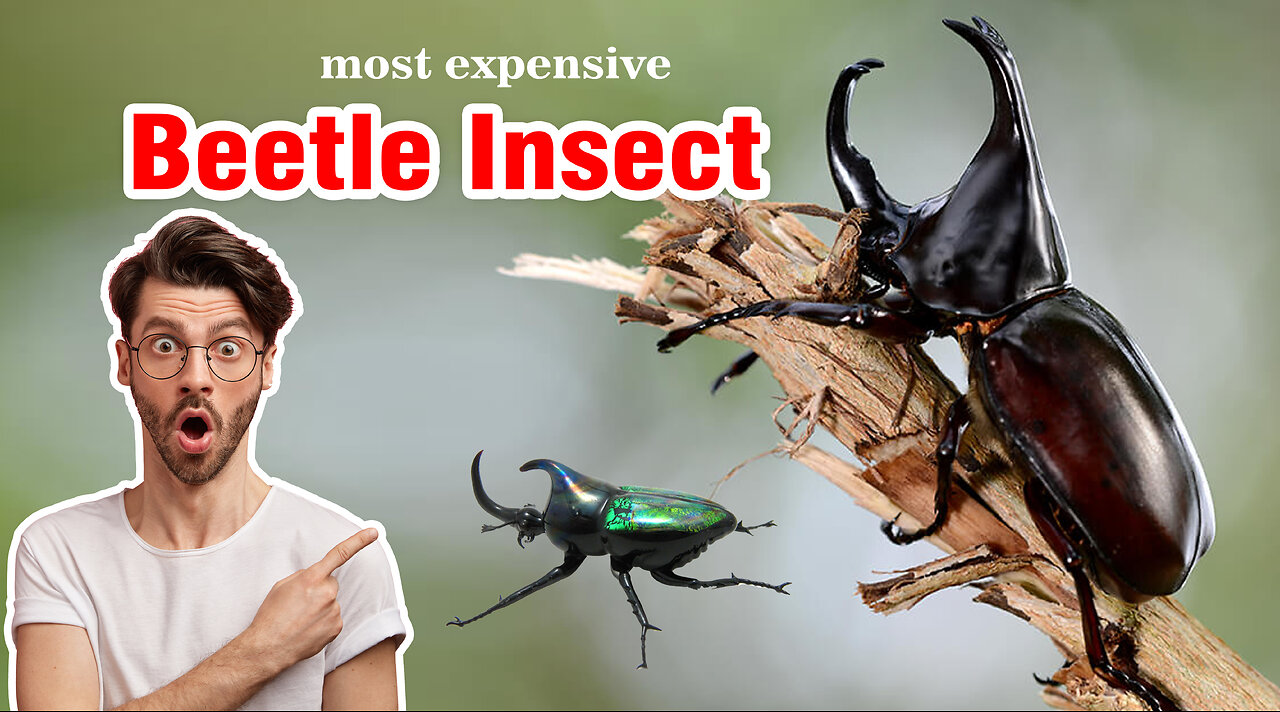 MOST EXPENSIVE INSECT ON EARTH