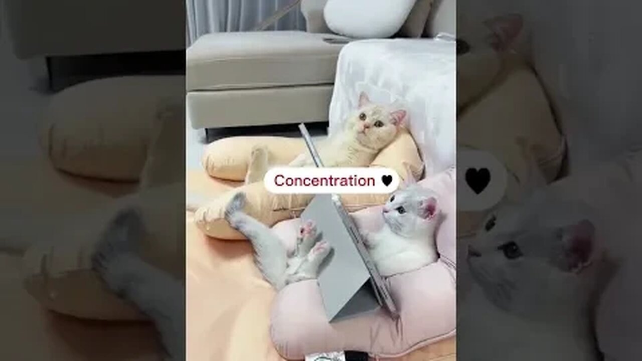 CAT VIDEO