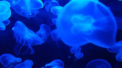 Amazing Color Of Jellyfish