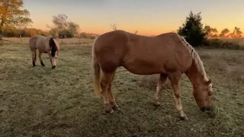 Feeding The Horses Morning Breakfast - Prince Mokie Came Out To Say Hi - Pond Is Low